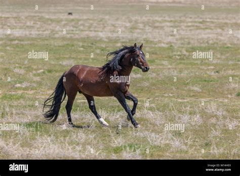 Beautiful Wild Horse Stallion Stock Photo Alamy