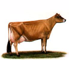 Breeds of Cows – Australian Dairy Company – Lactalis Australia