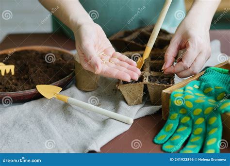 Process Of Planting Seeds In Eco Friendly Containers Cultivate