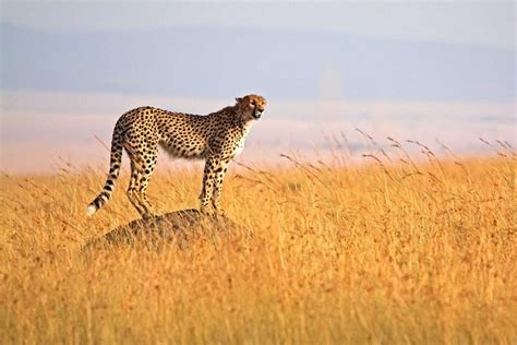 Tage Safari Tarangire Ngorongoro Krater Lake Manyara