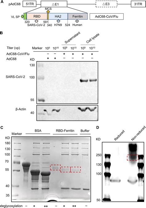 H7n9 H7 Sino Biological Bioz