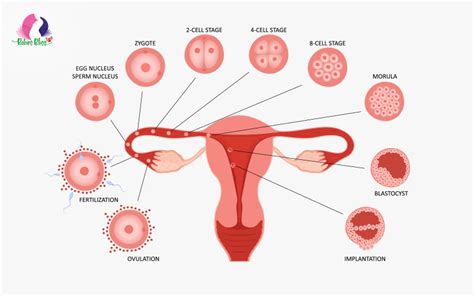 What You Should Know About Anovulation Causes Symptoms And Treatment