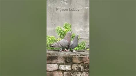 Pigeon Kissing And Mating Scene Shorts Youtube