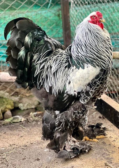 Young Blue Orpington Rooster