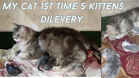 Persian Cat Time Dilevery Cat Give Birth For The First Time Cat