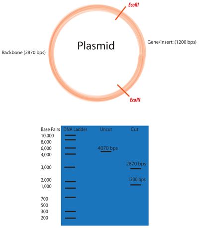 Addgene Molecular Biology Protocol Restriction Digest Of Plasmid Dna