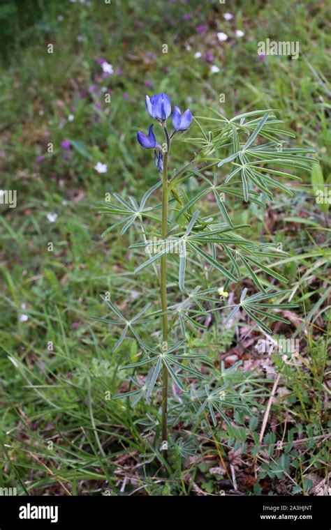 Lupinus Angustifolius Flowers Hi Res Stock Photography And Images Alamy