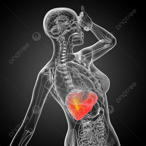 3d Render Medical Illustration Of The Liver Anatomy Colon Gallbladder