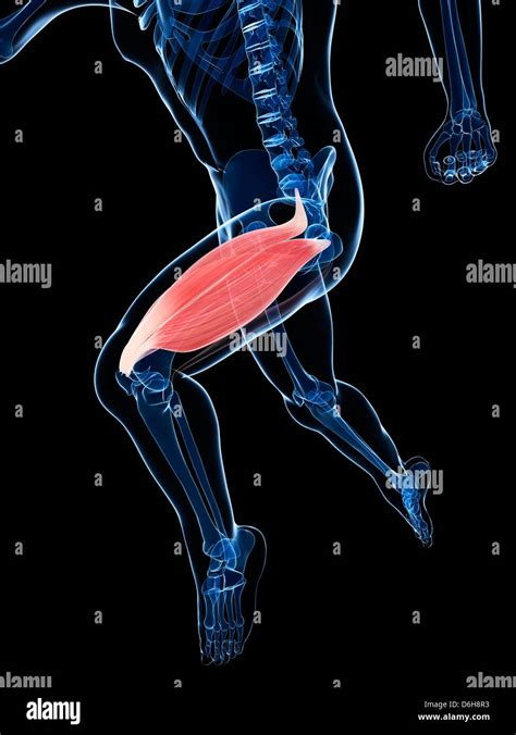 Thigh Muscle Artwork Stock Photo Alamy