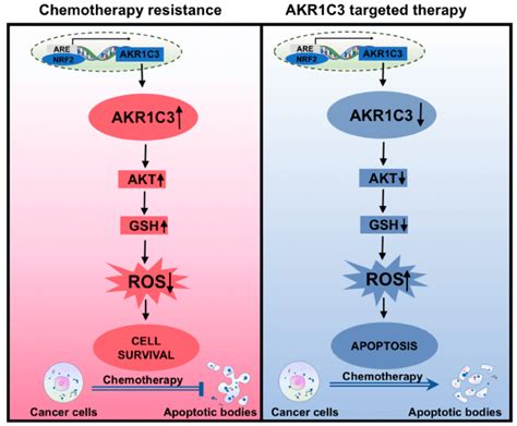 Schematic Picture Of Akr C Regulating Intracellular Ros Levels And