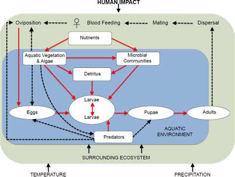 Vector Ecology Definition at Vectorified.com | Collection of Vector ...