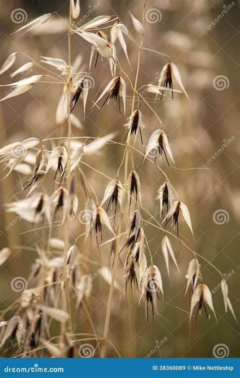 The Best 8 Grass Growing Seed Heads Casevalueimage