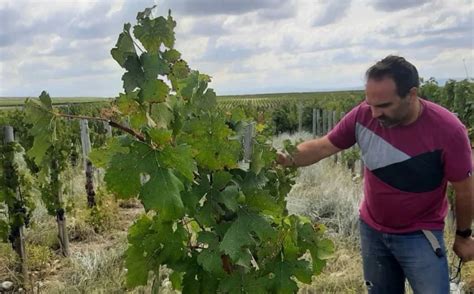 EL ENÓLOGO EL ARQUITECTO DETRÁS DE CADA VINO Alba en los Andes