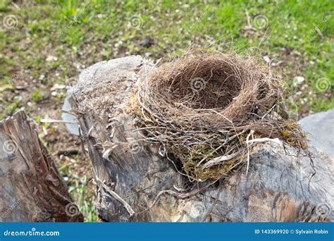 Empty Bird Nest In Garden Stock Photo Image Of Fresh 143369920