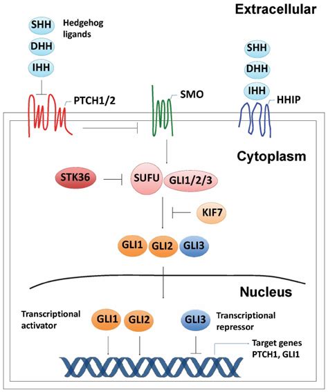 Shh Signaling Pathway