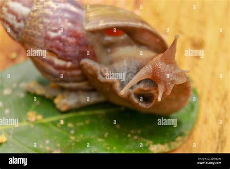 Giant African Land Snail Achatina Fulica Large Land Snail In