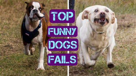 Top Funny Dogs Fails Compilation Youtube