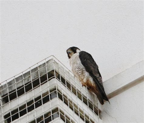 Foto falcão peregrino Falco peregrinus Por Marco A Lemos Wiki Aves