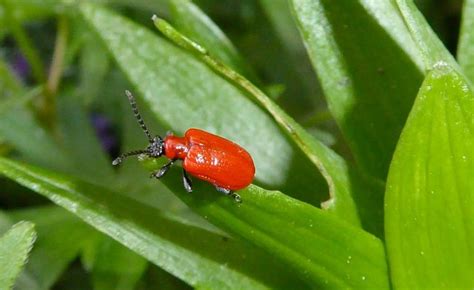 Pin Auf Insekten Insektenhotels