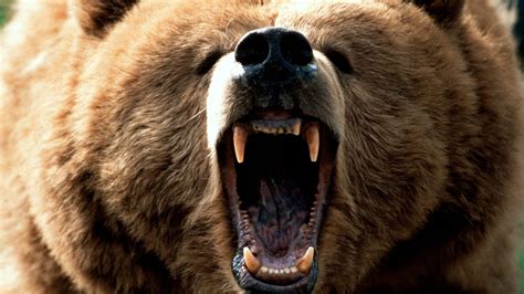 Grizzly Bears, Roar Wallpapers HD / Desktop and Mobile Backgrounds