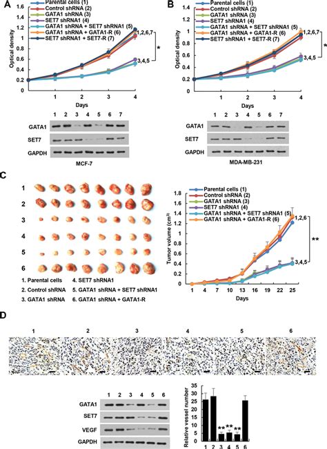 Gata Regulates Breast Cancer Cell Proliferation Through Set A B