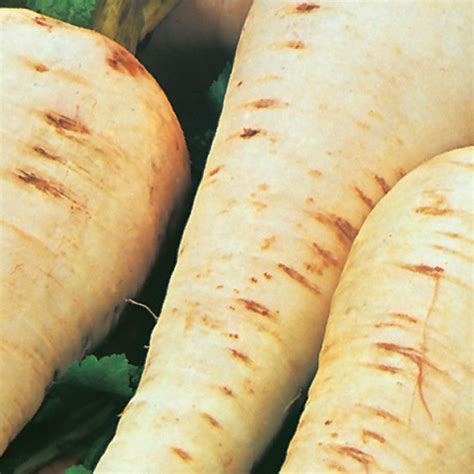 Johnsons Gladiator F1 Parsnip Seeds Wilko