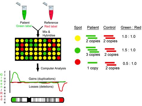 JCM Free Full Text Microarray Technology For The Diagnosis Of Fetal