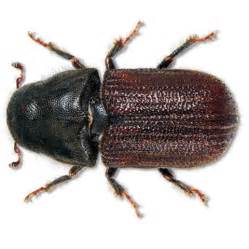 Короед Фото Жук Домашний – Telegraph