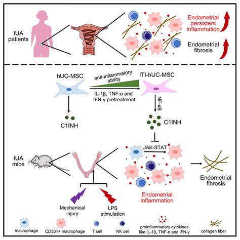 Targeting Endometrial Inflammation In Intrauterine Adhesion Ameliorates