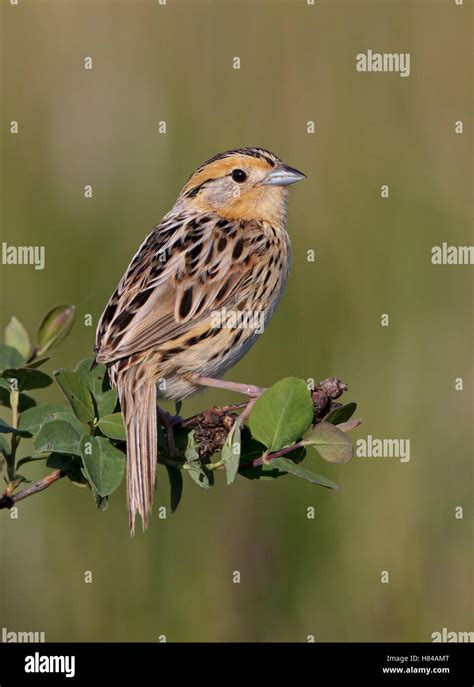 Le Conte S Sparrow Ammodramus Leconteii North Dakota Stock Photo Alamy