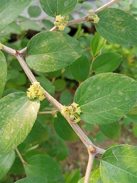 Pohon Bidara Daun Bidara Buah Bidara Jenis And Manfaat Bidara