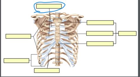 Ribs Flashcards Quizlet