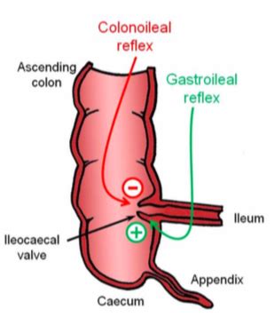 Digestion Lecture 4 The Small Intestine SI Flashcards Quizlet