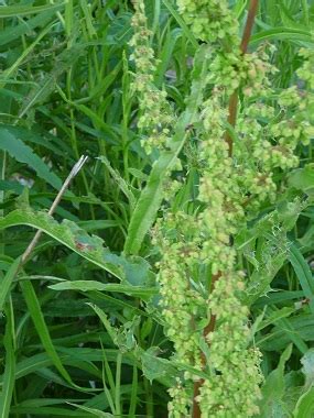 Yellow Dock: Pictures, Flowers, Leaves & Identification | Rumex crispus