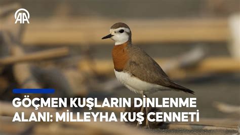 G Men Ku Lar N Dinlenme Alan Milleyha Ku Cenneti