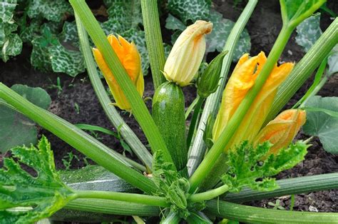 Semer Des Courgettes Des Citrouilles Et Des Concombres Famiflora