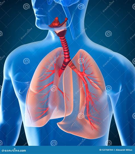 Anatomia Do Sistema Respirat Rio Humano Ilustra O Stock Imagem