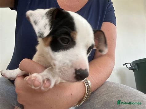 Jack Russel Puppies For Sale For Sale In Chesterfield Pets4homes