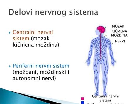 Periferni Nervni Sistem PPT