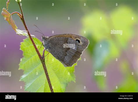 Butterfly Sussex England Stock Photo Alamy