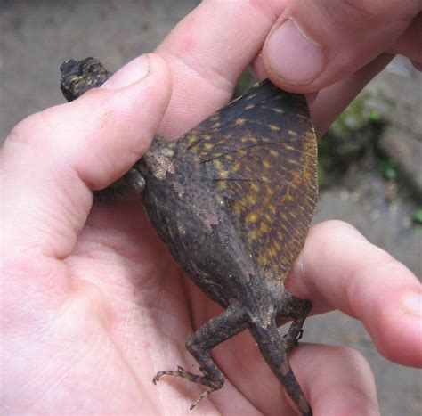 The Wing Of A Flying Lizard Folded Skin Flaps That Act As Flickr