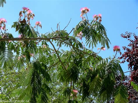 Mimosa Invasive Exotic Plants Of North Carolina Inaturalist