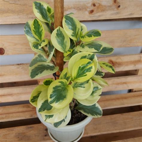 Peperomia Variegada Peperomia Garden Pot