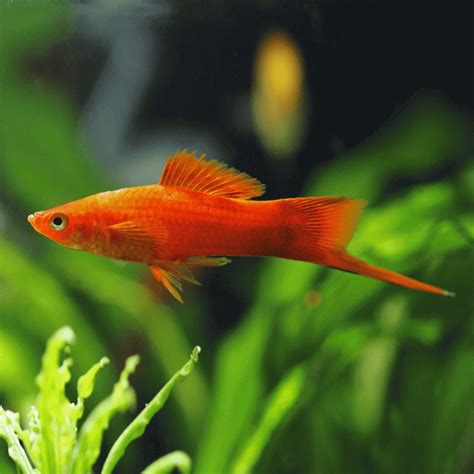 Calico Swordtail