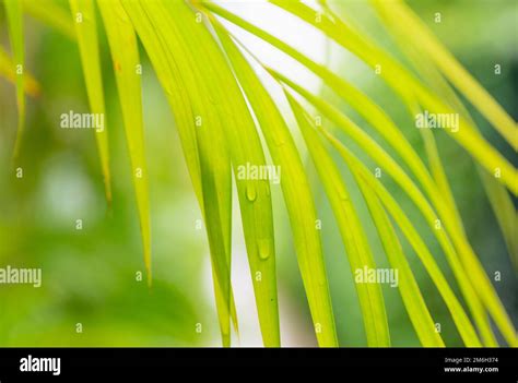 Green Palm Leaf Background Stock Photo Alamy