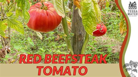 Red Beefsteak Tomato Information Description And More Solanum