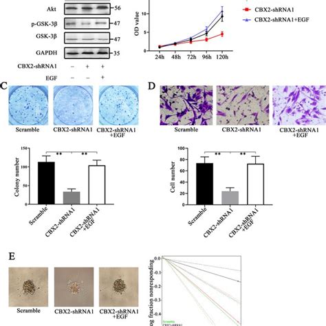 Knockdown Of Cbx2 Inhibited Glioma Cell Proliferation And Invasion And