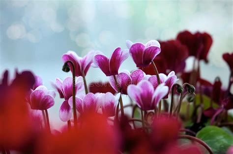 Fleurs De Rose Et Blanches De Cyclamen Image Stock Image Du Fleurs