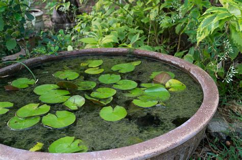 Best Small Pond Plants Uk