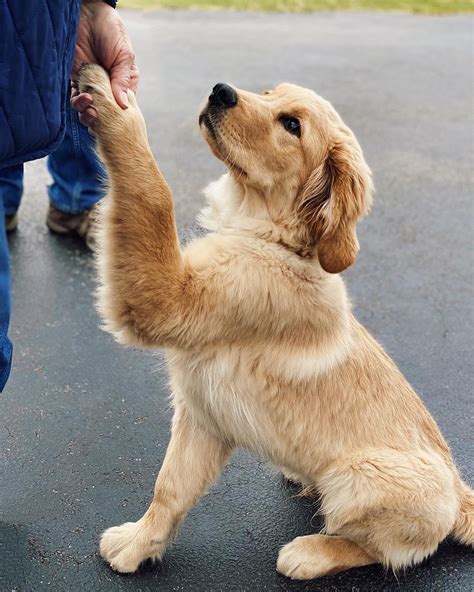 Happy National Golden Retriever Day 🐶 Jodispaynemostly Off